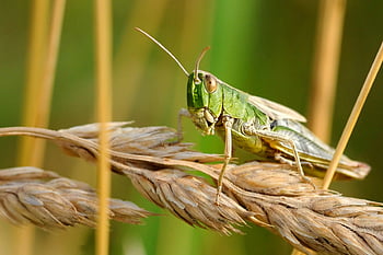 green grasshopper, wheat, macro shot, grasshopper on wheat, field, insect, nature, close-up, wildlife, outdoor, agriculture