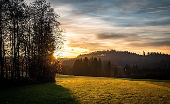 ruoho, ala, Puut, metsät, havupuut, havupuu-, havumetsä, niitty, ruohoalue, woods, auringonlasku
