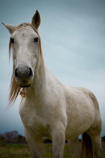 kůň, koňský, zvíře, Příroda, savec, jízda na koni, camargue, portrét