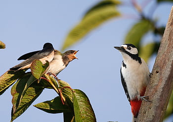 ptáků, vlaštovky, pár, peří, zobáky, aves, ptačí, ornitologie, pozorování ptáků, zvířat, živočišného světa