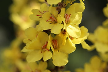 mullein, magnificent Mullein, verbascum Speciosum, great Mullein, yellow Flowers, flower, nature, garden, flower Background, close Up, beautiful Flowers