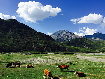 산들, 경치, 자연, 암소, 가축, 목초지, 풍경화, 풍경, 风景, 山脉, 草原