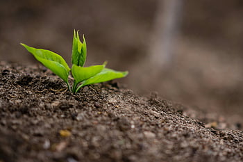 small sprout, growing in soil, new green sprout, fertile soil, symbolizing new growth, close-up, nature, plant growth, young plant, natural growth, green leaf