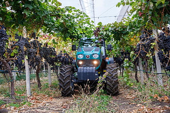 grapes, vineyard, tractor, grapevines, fruits, vines, viticulture, winegrowing, path, plantation, agriculture