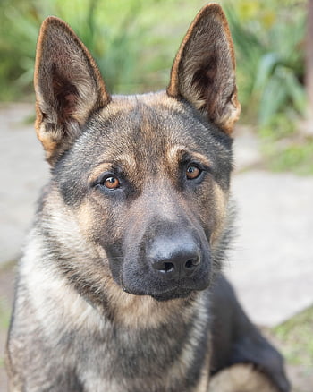 dog, pet, portrait, puppy, nature, animal, german Shepherd, breed, friend, mammal