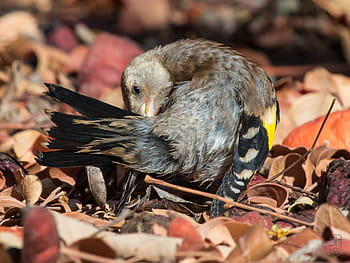 goldfinch eropa, burung remaja, bersolek, arguineguin, gran canaria, Spanyol, canon eos 70d, Canon EF 100-400mm, area taman, sinar matahari, Daun-daun