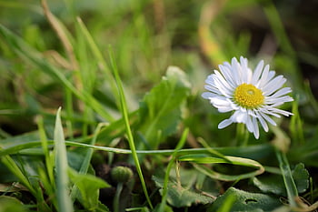 daisy, bellis, flower Wallpaper, a Thousand Beautiful, flower Background, beautiful Flowers, grass, m P, meadow, petals, blossom