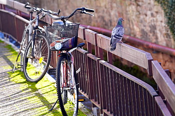 dove, nature, bicycle, outdoors, activity, cycles, bridge Railing, bird