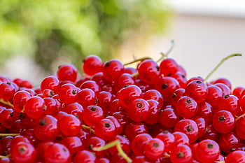 currants, ribisel, fruit, red, berry, berry Fruit, healthy, yummy, ripe, food, meal