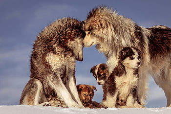 Husky siberiano, Huskies per adulti, cuccioli huskies, la neve, abbracciando, Foto commovente, gruppo di huskies, scena invernale, Famiglia di cani, cuccioli carini, Cani soffici