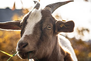 animal, goat, mammal, livestock, farm, species, nature, fauna