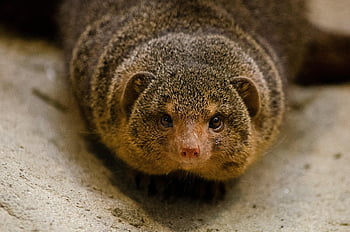 southern Dwarf Mongoose, dwarf Mongoose, mammal, mongoose, face, fun, cute, east Africa, sociable