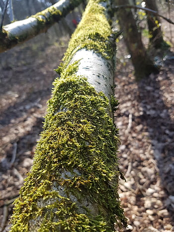 træ, stamme, mos, Skov, natur, bark, birk