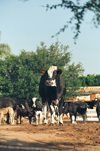 black and white cow, brown sand, herd of cows, grazing, sunlight, picturesque ranch, serene view, farm animals, outdoor scene, rural landscape, cattle