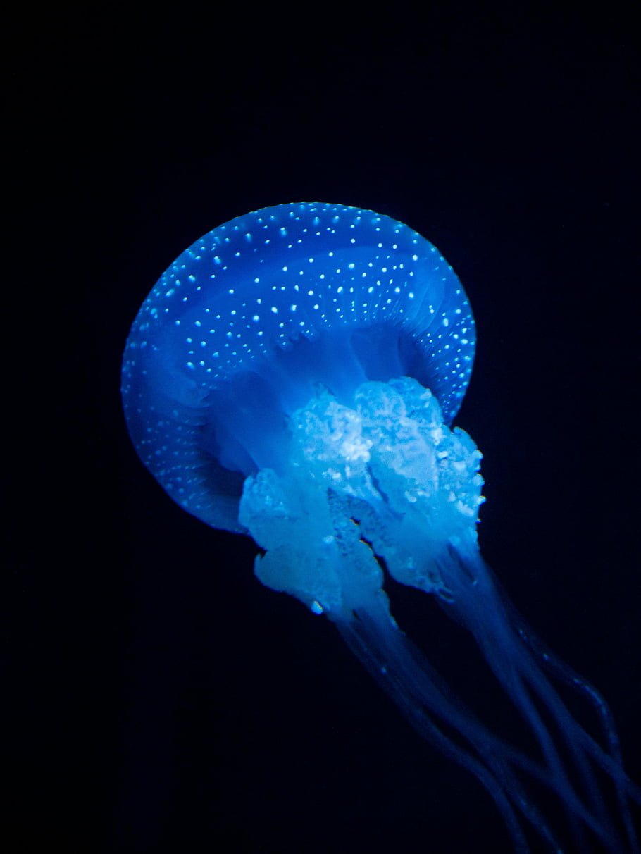 jellyfish, underwater, glowing, vividly, aquatic, beauty, mesmerizing, nature, blue, marine, life