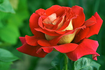 rose, flower, red, nature, plants, happy Mothers Day, rose Flower, flora, beautiful Flowers, cereal, fragrant
