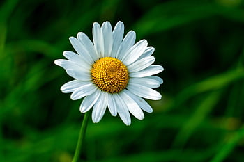 flower, botany, daisy, chamomile, nature, meadow, summer, bloom, field, white