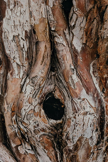 brown tree trunk, close up photography, rugged tree bark, detailed view, natural patterns, bark texture, tree bark texture, natural colors, tree trunk close up, bark close up, tree bark details