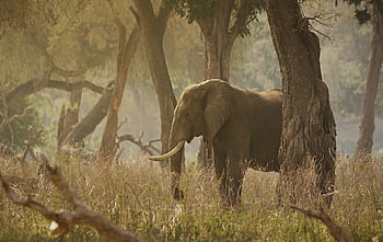 elefante, colmillos, bosque, arboles, naturaleza, hierba, animal, mamífero, paquidermo