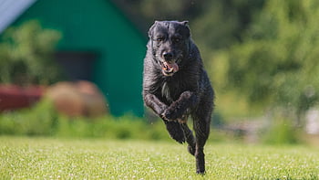 dog, running, beautiful, field, happy, friendly, active, athletic, competition, course, coursing