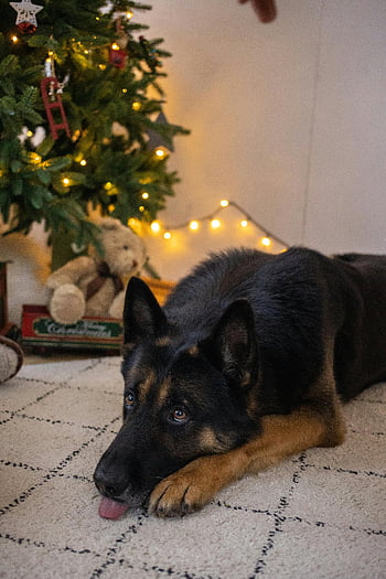 German Shepherd, lying down, floor, Christmas tree, indoors, cute dog, decorated tree, holiday season, pet photography, cozy setting, festive atmosphere