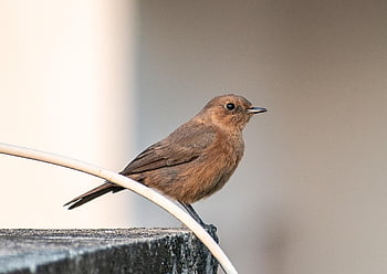 chat indiana, uccello, animale, chat rock marrone, piccolo uccello, natura, birdwatching, ornitologia, mondo animale, pettirosso, specie