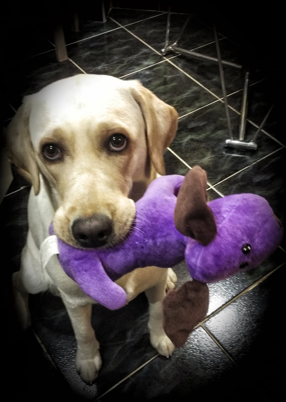 dog, animal, fauna, purple toy, indoors, playful, 2019, happy, pet, stuffed animal, Labrador Retriever