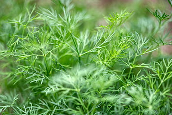 dill, cucumber, dill Herb, anethum, umbelliferae, fresh, herb Garden, salad Seasoning, vitamins