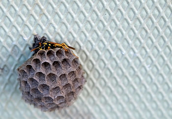 wasp, insect, wasp Queen, nest Building, wasp Nest, honeycomb, honeycomb Structure, hexagon