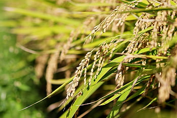 ch, asian Rice, rice, isaac, fruit, autumn, grain, plant, nature, landscape, rice Paddies
