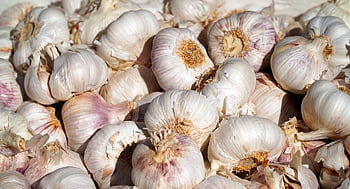 cibule, zelenina, zdravý, jídlo, bio, čerstvý, výživa, kuchyně, přísad