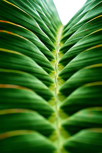 palm Leaves, green Leaves, nature, foliage, close Up, palm Leaf, leaf Stripped, pattern, green