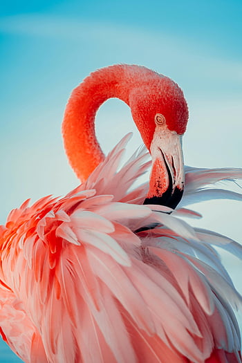 růžový plameňák, detailní záběr, zářivá růžová, Preening peří, jasné modré nebe, flamingo peří, fotografování ptáků, fotografování divoké zvěře, fotografování přírody, růžový pták, Flamingo detail