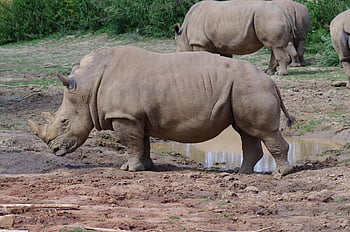 rhinoceros, rhino, horn, mud, horned, swamp, mammal, animal, africa, nature, wild