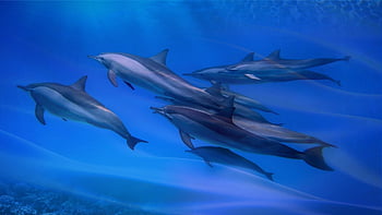 delfín, mar, Oceano, pez, submarino, agua, mamífero, vaina, vaina de delfines, azul