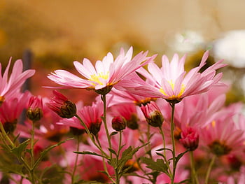 flower, nature, funeral, bloom, garden, petals, incense, flora, blossom, plant, botany