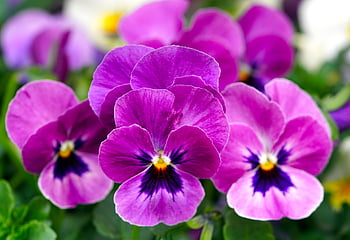 flowers, pansy, viola, nature, flora, spring, botany, growth, bloom, blossom