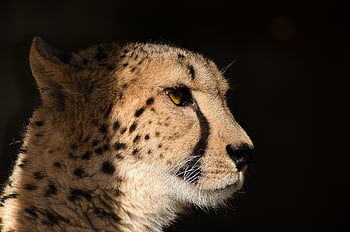ghepardo, predatore, gatto, grande gatto, pericoloso, velocemente, avvicinamento, animale, ritratto, Africa, correre