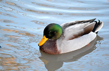 Stockente, Ente, Vogel, Tier, Gefieder, Schnabel, Natur, Tierwelt, Vögel beobachten, Wasservogel, Geflügel