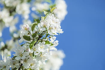 fiore, albero di mele, ramo, bellissimi fiori, sfondo di fiori, le foglie, fiorire, fioritura, bocciolo di mela, pianta, albero di melo