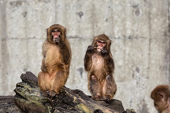 animal, monkey, baby Japanese Macaque Eating Leaves, morning, toothpaste, nature, toothbrush, zoo, trip, natural, landscape