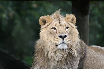 oroszlán, természet, állat, állatkert, emlős, nagy macska, vadállat, ragadozó, vadvilág, fauna, vadon