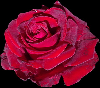 rose, red, flower Background, blossom, bloom, red Rose, flower, rose Blooms, beautiful Flowers, rose Red, garden