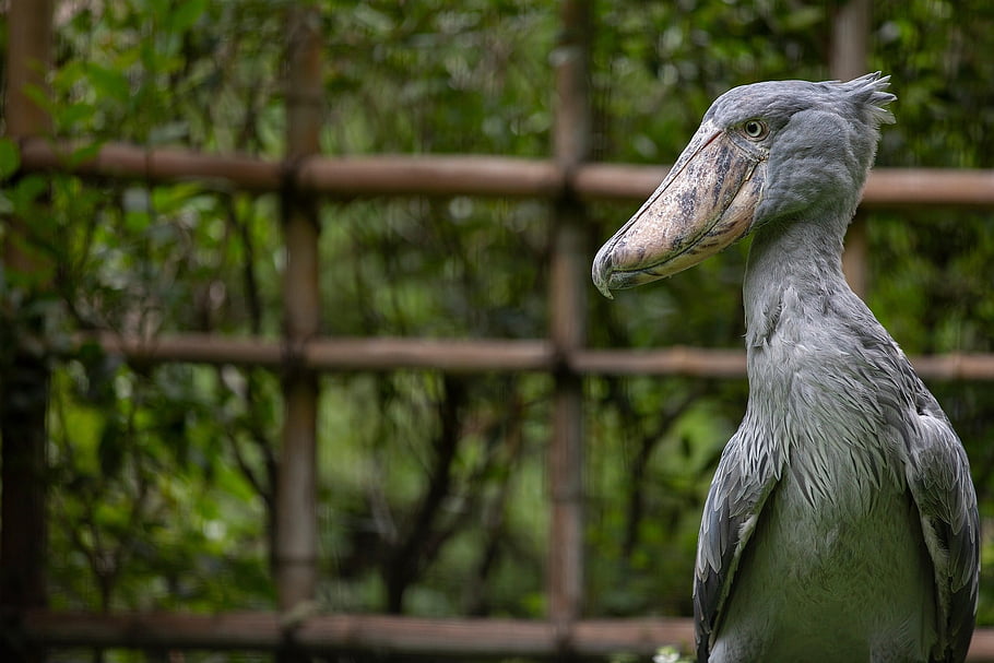 bird, shoebill, stork, feathers, plumage, beak, fauna, zoo, bill, wilderness, wildlife