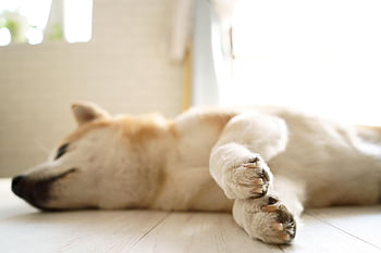 shiba, dog, paws, puppy, shiba Inu, animal, pet, cute, rest, canine, japanese