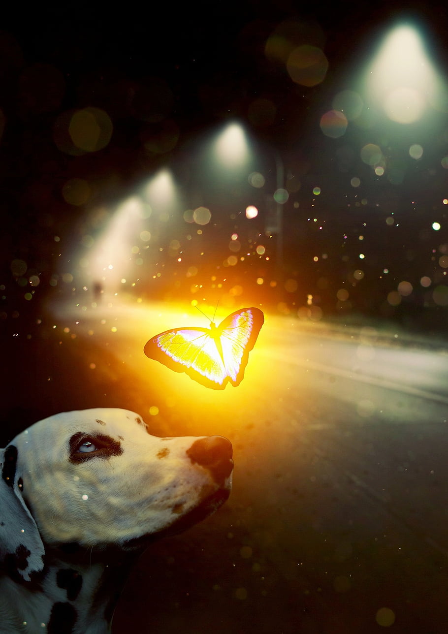 dog, butterfly, animal, pet, street, dark, night, light