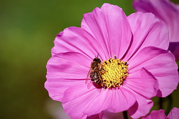 bee, insect, cosmea, honey Bee, pollination, petals, blossom, bloom, flowering Plant, ornamental Plant, plant