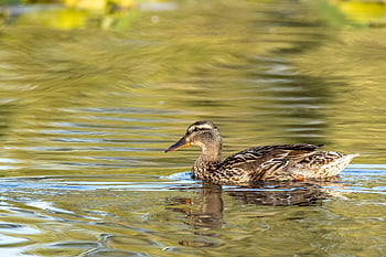mallard, duck, bird, feathers, plumage, beak, lake, waterfowl, fauna, wildlife, nature