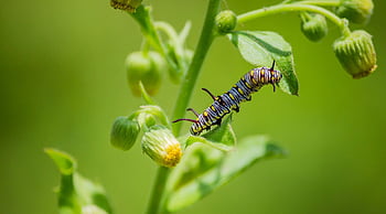 caterpillar, larva, metamorphosis, nature, wildlife, insect, animal, close Up, monsoon, moth