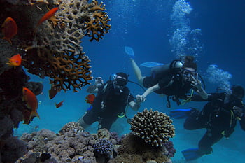scuba divers, underwater marine life, colorful coral reef, fish, diving, body of water, group diving, ocean, marine ecosystem, underwater photography, scuba diving